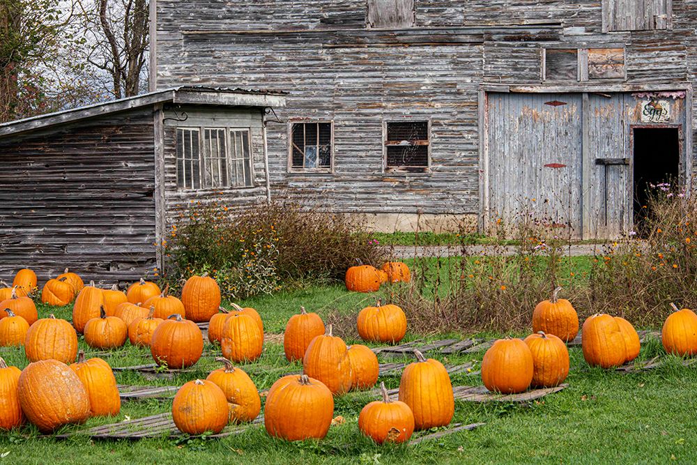 USA, Vermont, Morristown. Pumpkins for sale at old egg farm